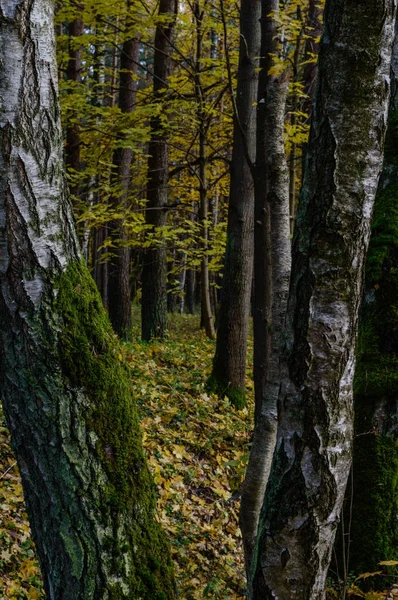 Herfst gekleurde bomen in het park — Stockfoto