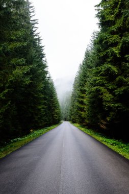 sonbaharda kırsalında boş yol