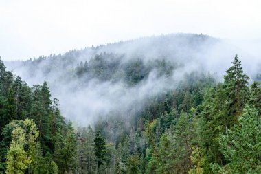 sisli orman dağların panoramik