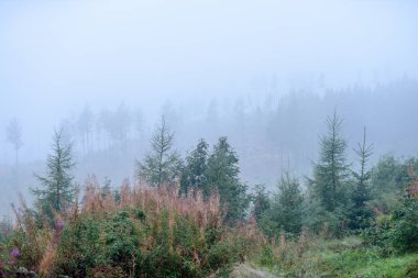 sisli orman dağların panoramik