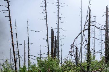 sisli orman dağların panoramik