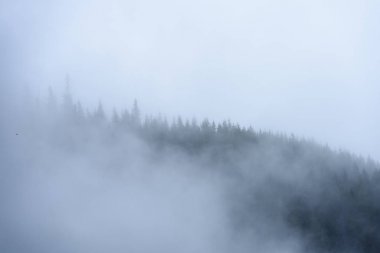 sisli orman dağların panoramik
