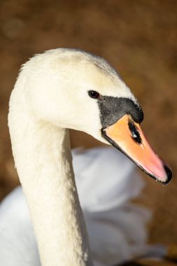 Kuğu kadar yakın göl su güneşli bir sonbahar günde