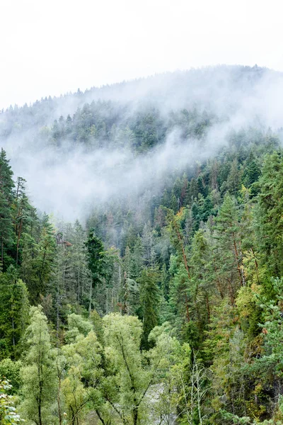 Panoramautsikt över bergen i dimmiga skogen — Stockfoto