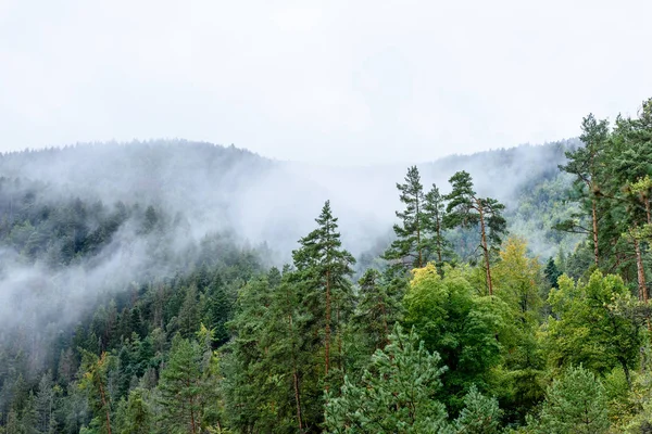 Panoramiczny widok z gór Mglistych lasów — Zdjęcie stockowe