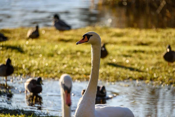Swan close up on lake water in sunny autumn day — Stock Photo, Image