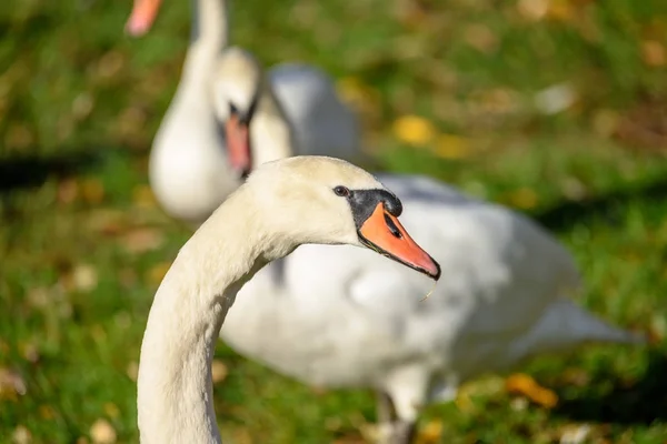 Cisne de cerca en el agua del lago en el soleado día de otoño —  Fotos de Stock