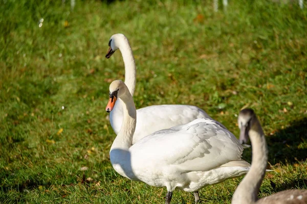 Cisne de cerca en el agua del lago en el soleado día de otoño — Foto de Stock