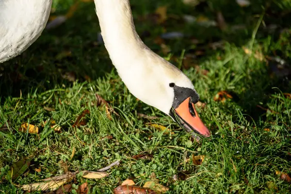 Swan zblízka na jezeře v slunečný podzimní den — Stock fotografie