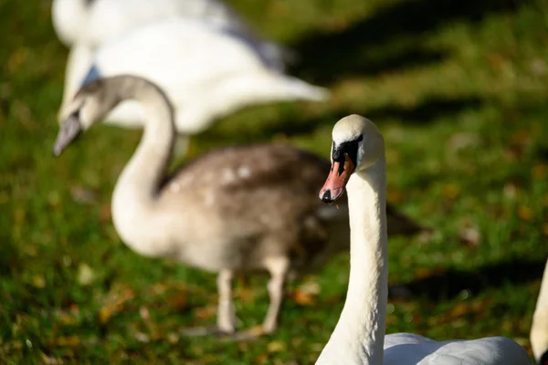 Swan närbild på sjövatten i soliga höstdag — Stockfoto