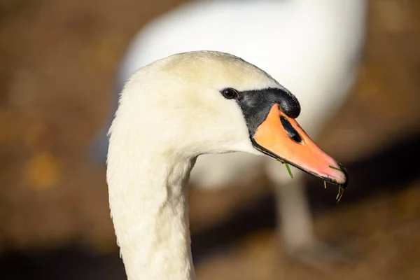 Cigno da vicino sull'acqua del lago nella soleggiata giornata autunnale — Foto Stock