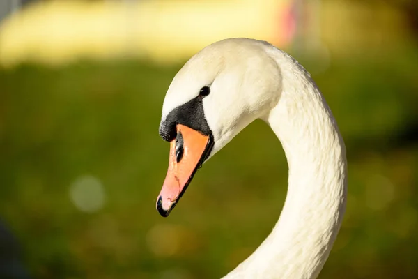 Swan närbild på sjövatten i soliga höstdag — Stockfoto