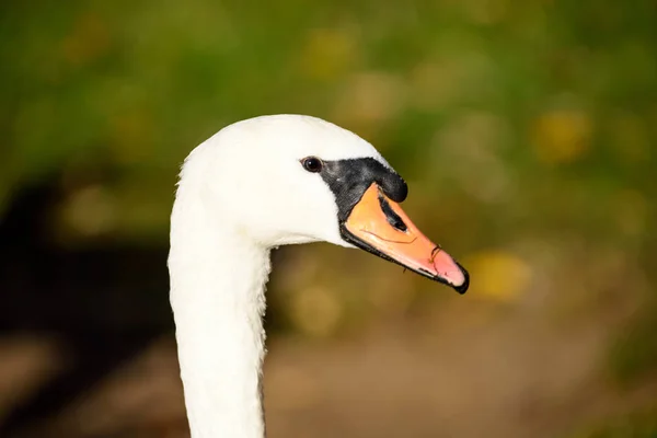 Cisne de cerca en el agua del lago en el soleado día de otoño —  Fotos de Stock