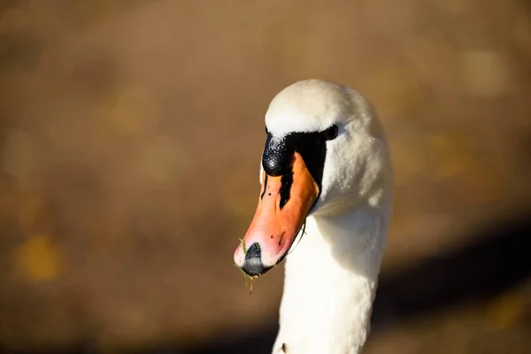 Cisne de cerca en el agua del lago en el soleado día de otoño —  Fotos de Stock