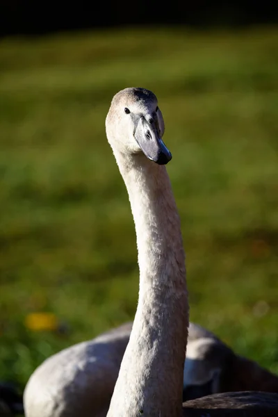 Swan close up on lake water in sunny autumn day — Stock Photo, Image