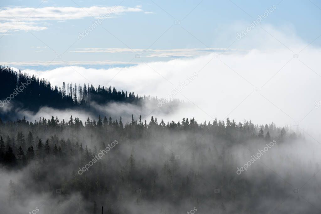 panoramic view of of mountains in misty forest