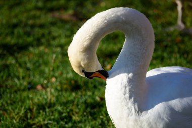 Kuğu kadar yakın göl su güneşli bir sonbahar günde