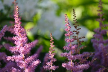 güzel mor kırmızı çiçekler ile closeup arka plan bulanıklık