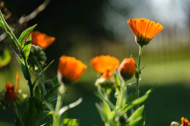 güzel portakal çiçekleri ile closeup arka plan bulanıklık