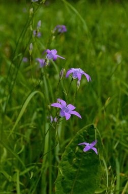 güzel mor kırmızı çiçekler ile closeup arka plan bulanıklık