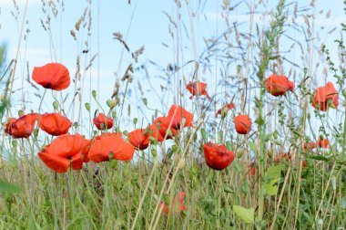 güzel mor kırmızı çiçekler ile closeup arka plan bulanıklık