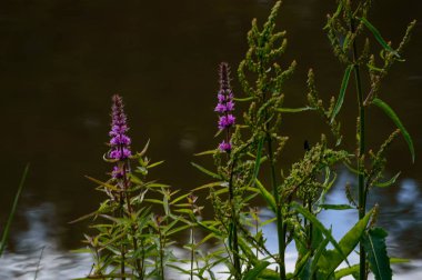 güzel mor kırmızı çiçekler ile closeup arka plan bulanıklık