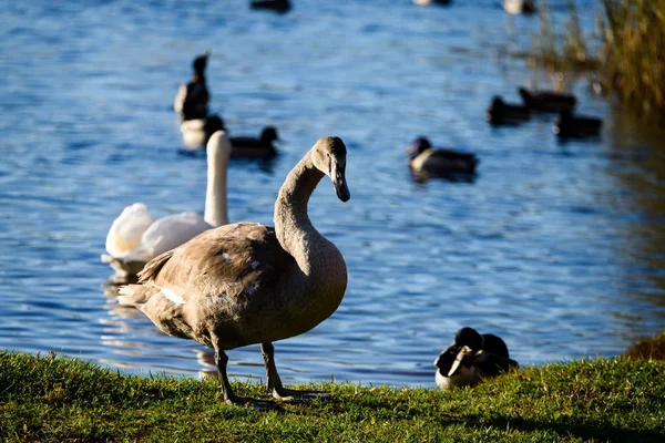 Swan närbild på sjövatten i soliga höstdag — Stockfoto