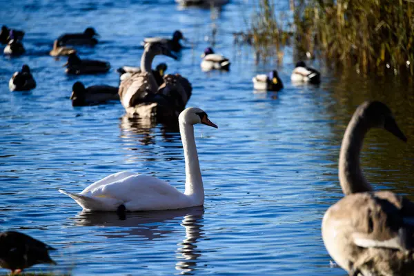 Swan close up on lake water in sunny autumn day — Stock Photo, Image