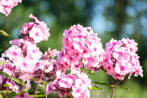 Primer plano de hermosas flores rojas púrpuras con fondo borroso —  Fotos de Stock