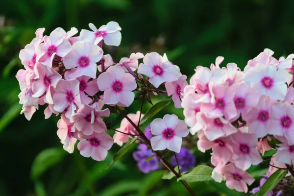 Primer plano de hermosas flores rojas púrpuras con fondo borroso —  Fotos de Stock