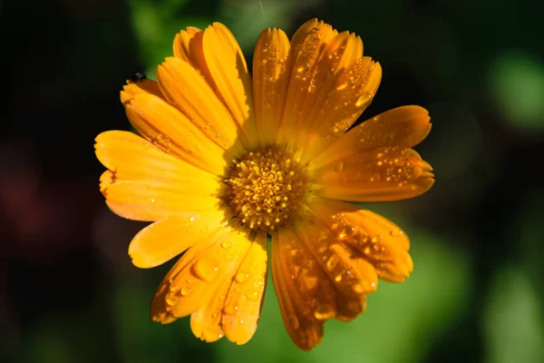 背景をぼかし、美しいオレンジ色の花のクローズ アップ — ストック写真