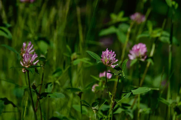 Primo piano di bellissimi fiori rossi viola con sfondo sfocato — Foto Stock