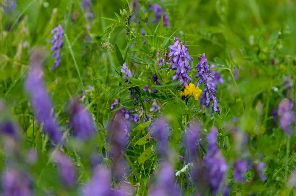 Primer plano de hermosas flores rojas púrpuras con fondo borroso — Foto de Stock