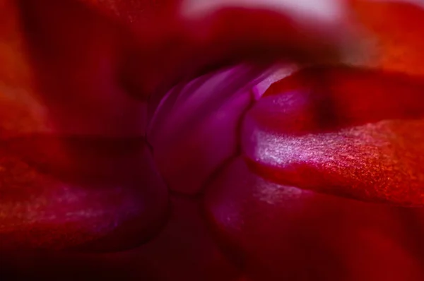 Zbliżenie piękna czerwonych kwiatów z rozmycie tła — Zdjęcie stockowe