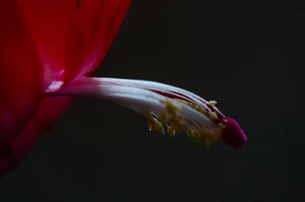 特写镜头的美丽的红色花朵与模糊背景 — 图库照片