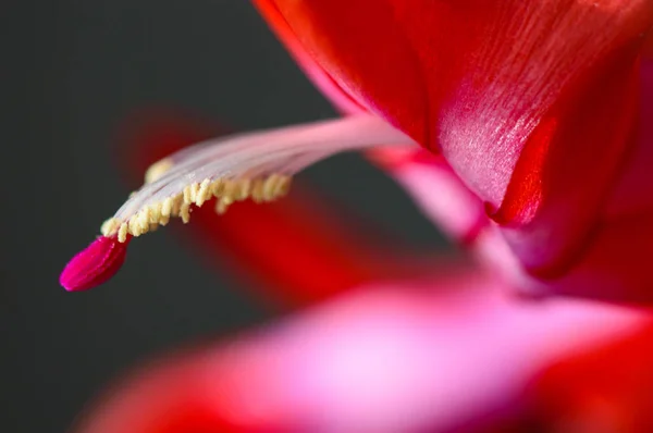 Крупный план красивых красных цветов с размытым фоном — стоковое фото