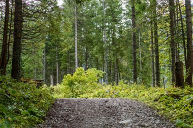 Yaz aylarında kırsalında boş çakıl yol