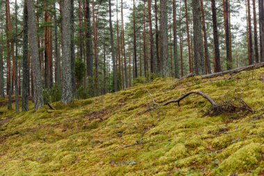 Sonbaharın sonlarında yosun kaplı çam ağacı ormanı