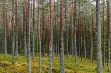 Sonbaharın sonlarında yosun kaplı çam ağacı ormanı