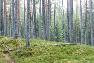 Sonbaharın sonlarında yosun kaplı çam ağacı ormanı