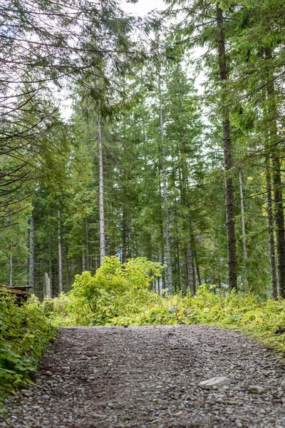 Strada sterrata vuota in campagna in estate — Foto Stock