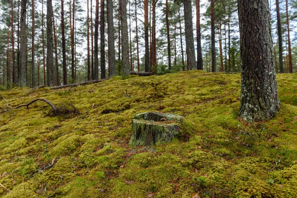 Сосновый лес с мхом в конце осени — стоковое фото