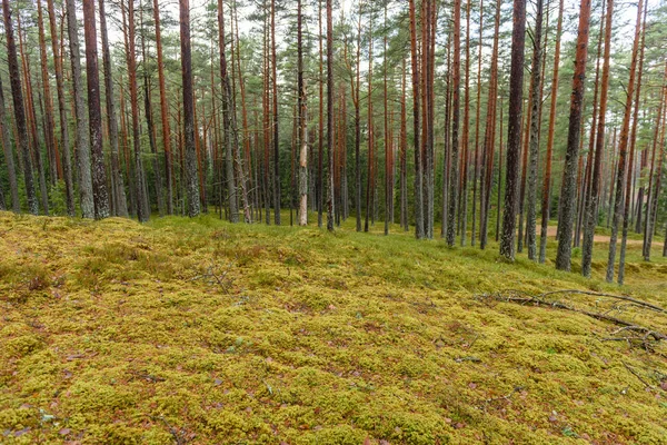 Сосновый лес с мхом в конце осени — стоковое фото