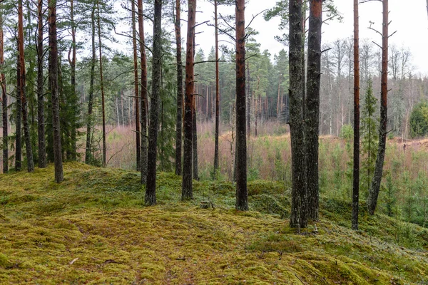 Sosna las z mech pokryte ziemi późną jesienią — Zdjęcie stockowe