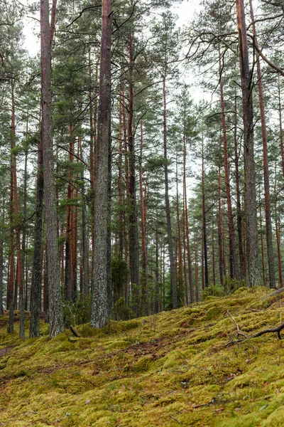 Bosque de pinos con suelo cubierto de musgo a finales de otoño —  Fotos de Stock