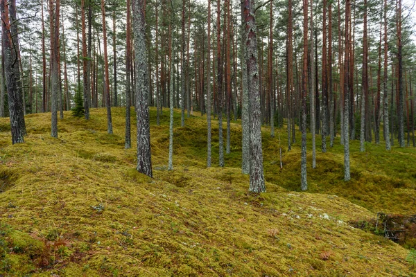 Dennenbos met mos bedekt terrein in de late herfst — Stockfoto