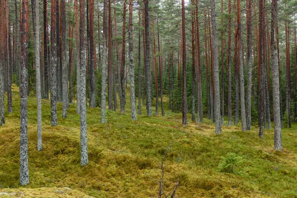 Bosque de pinos con suelo cubierto de musgo a finales de otoño — Foto de Stock