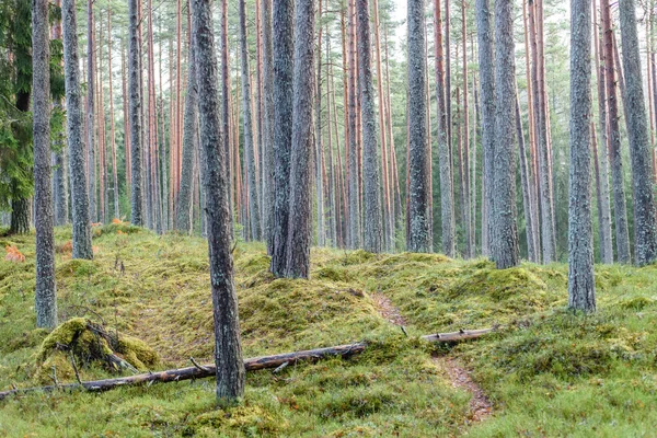 Kiefernwald mit moosbewachsenem Boden im Spätherbst — Stockfoto