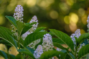 yeşil zemin üzerine yaz çiçek