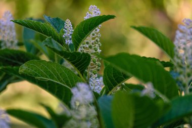yeşil zemin üzerine yaz çiçek